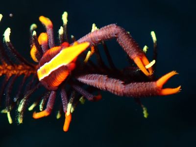 ヌヌ・アドベンチャー・クラブ石垣島の最新写真