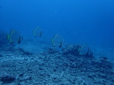 ヌヌ・アドベンチャー・クラブ石垣島の最新写真