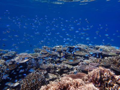 ヌヌ・アドベンチャー・クラブ石垣島の最新写真