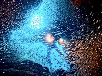 HANON Diving Serviceの最新写真