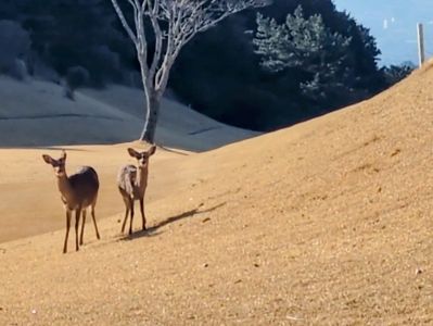 富士エースゴルフ倶楽部の最新写真