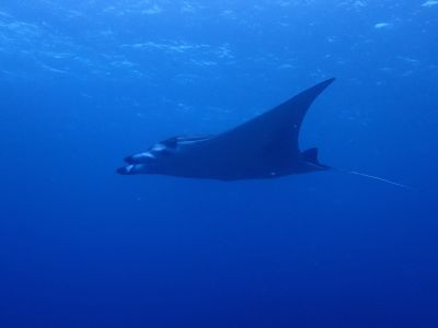 ヌヌ・アドベンチャー・クラブ石垣島の最新画像
