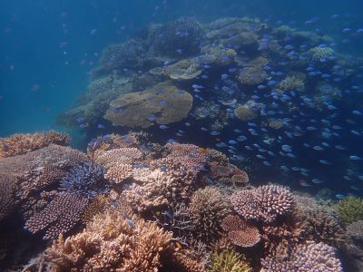 ヌヌ・アドベンチャー・クラブ石垣島の最新写真