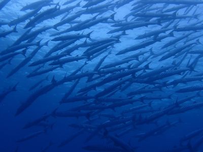 ヌヌ・アドベンチャー・クラブの最新写真