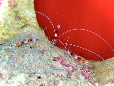 HANON Diving Serviceの最新写真