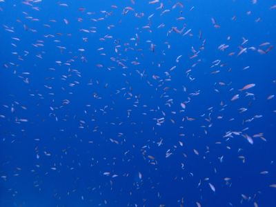 ヌヌ・アドベンチャー・クラブ石垣島の最新写真