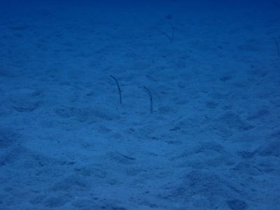 ヌヌ・アドベンチャー・クラブ石垣島の最新写真