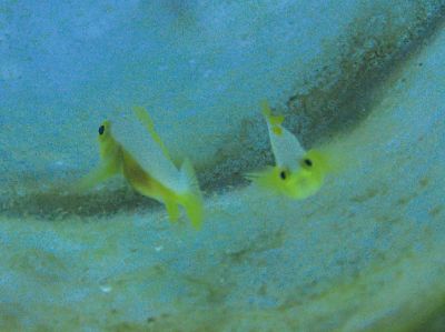 ダイブ コーヴィー Dive KO★BEの最新写真