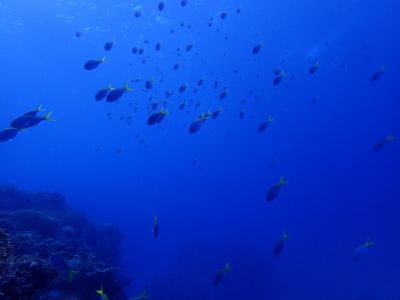 ヌヌ・アドベンチャー・クラブ石垣島の最新写真