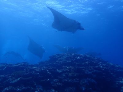 ヌヌ・アドベンチャー・クラブ石垣島の最新写真