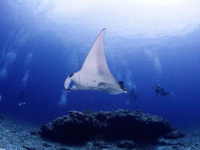 NABE′s DIVE ナベズダイブの最新写真