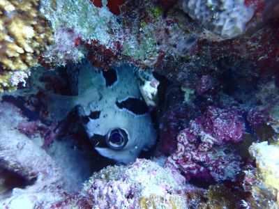 ヌヌ・アドベンチャー・クラブ石垣島の最新写真