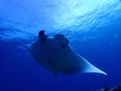ヌヌ・アドベンチャー・クラブ石垣島の最新写真