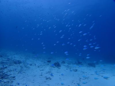 ヌヌ・アドベンチャー・クラブの最新写真