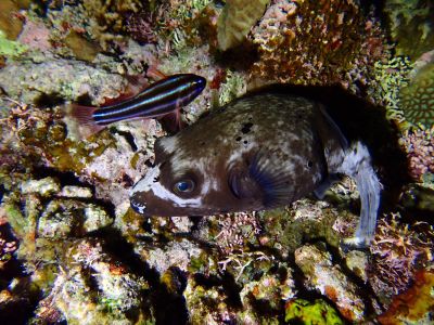 ヌヌ・アドベンチャー・クラブ石垣島の最新写真