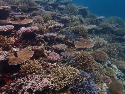 ヌヌ・アドベンチャー・クラブ石垣島の最新写真
