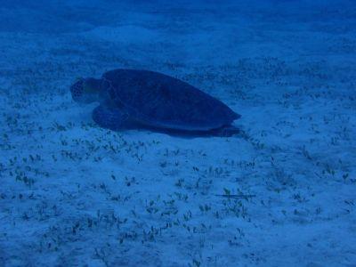 ヌヌ・アドベンチャー・..の最新写真