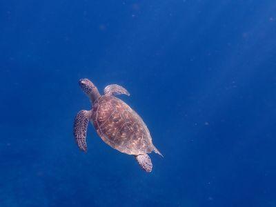 ヌヌ・アドベンチャー・..