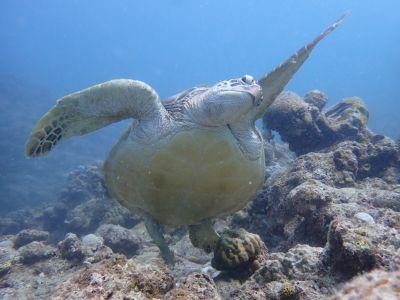 ヒートハートクラブ石垣島の最新写真