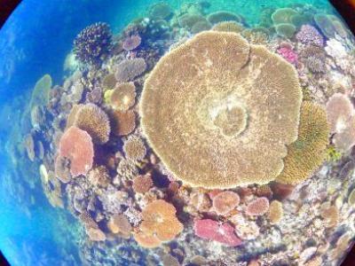 HANON Diving Service