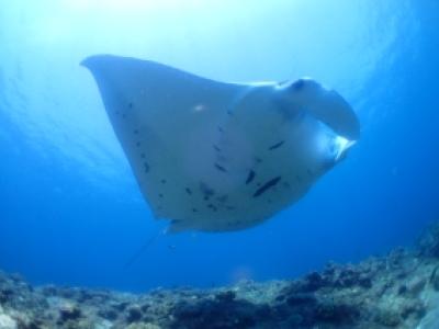 石垣島シーフレンズ