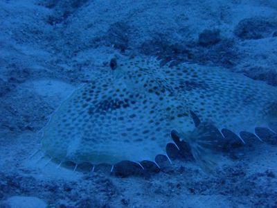 ヌヌ・アドベンチャー・..の最新写真