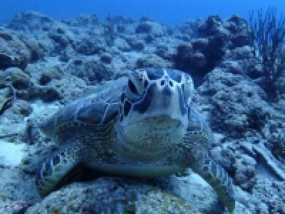 Gダイビング石垣島