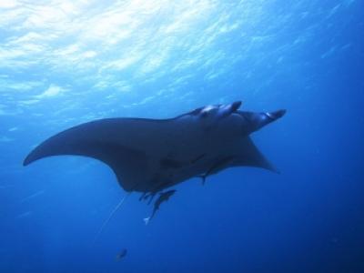 グローバルダイブ石垣島