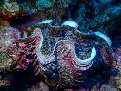 ヌヌ・アドベンチャー・..の最新写真