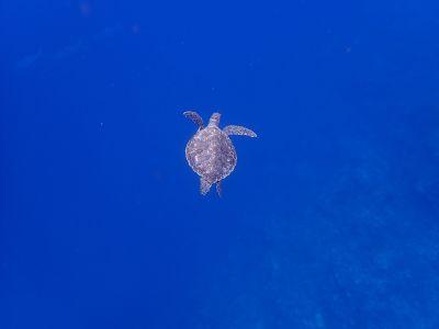 ヌヌ・アドベンチャー・..